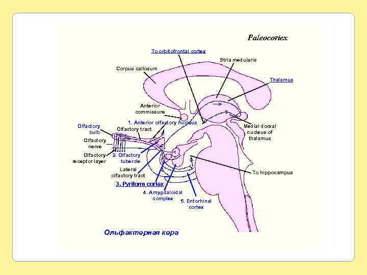 Paleocortex To orbitofrontal cortex Stria medularis Corpus callosum Thalamus Anterior commissure 1. Anterior olfactory