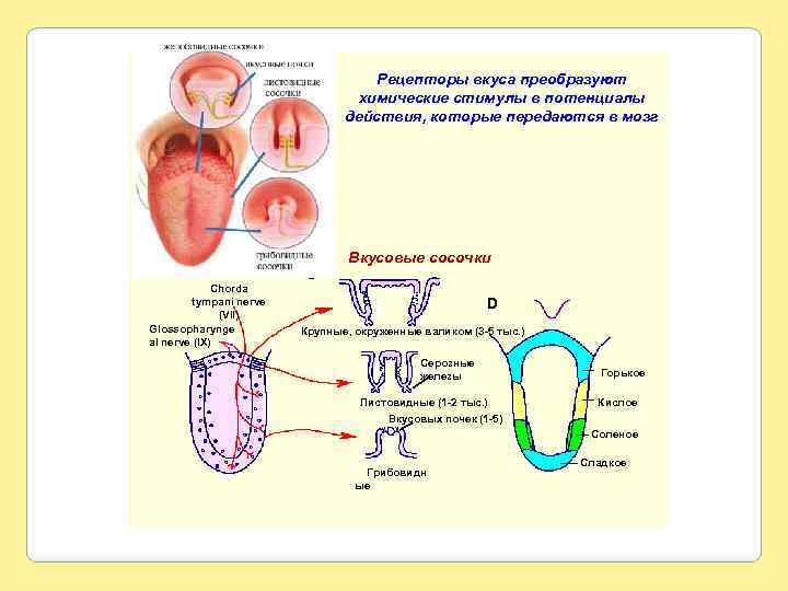 Рецепторы вкуса преобразуют химические стимулы в потенциалы действия, которые передаются в мозг A B