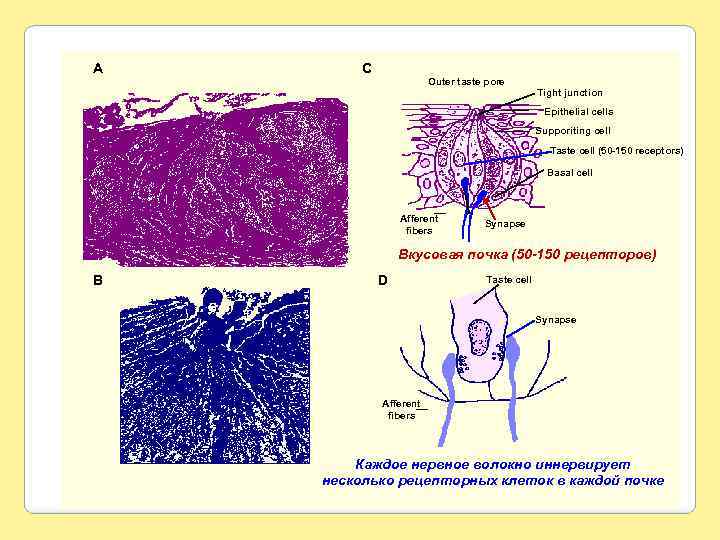 A C Outer taste pore Tight junction Epithelial cells Supporiting cell Taste cell (50