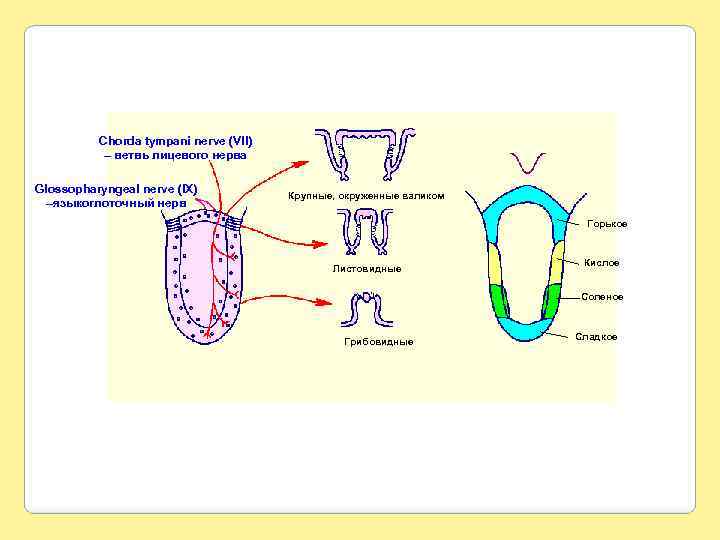 Chorda tympani nerve (VII) – ветвь лицевого нерва Glossopharyngeal nerve (IX) –языкоглоточный нерв Крупные,