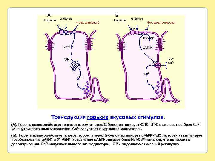 А Горькое Б G-белок Фосфолипаза С Р Горькое G-белок Фосфодиэстераза Р 5’-АМФ ИТФ ц.