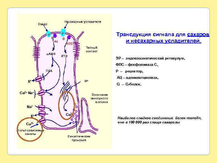 Несахарные усладители Сахар P Трансдукция сигнала для сахаров и несахарных усладителей. P G АЦ