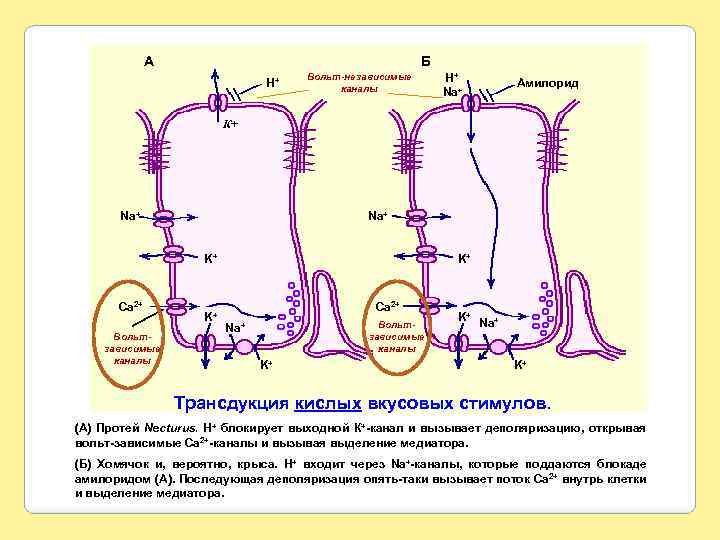 А Б H+ Вольт-независимые каналы H+ Na+ Амилорид К+ Na+ K+ Са 2+ Вольтзависимые