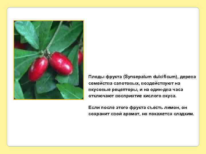Плоды фрукта (Synsepalum dulcificum), дерева семейства сапотовых, воздействуют на вкусовые рецепторы, и на один-два