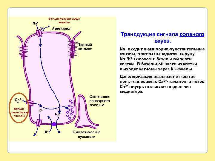 Вольт-независимые каналы Na+ Амилорид Тесный контакт Трансдукция сигнала соленого вкуса. Na+ входит в амилорид-чувствительные