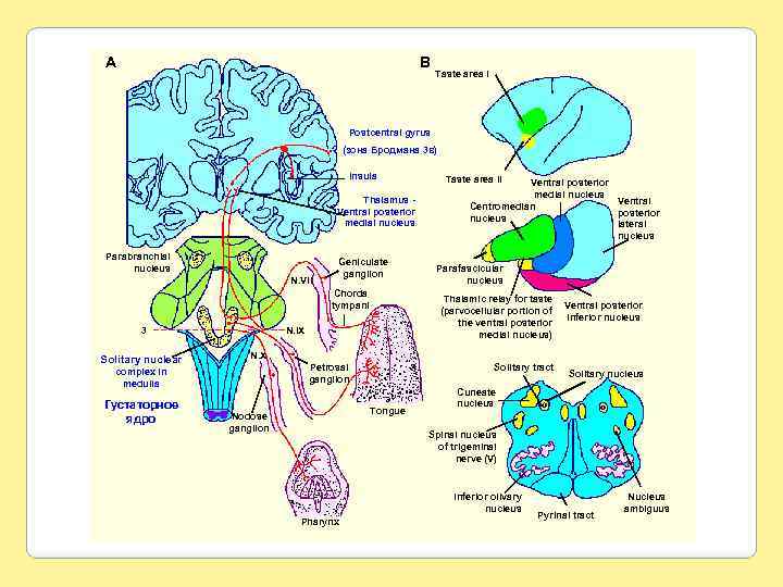 A B Taste area I Postcentral gyrus (зона Бродмана 3 в) Insula Thalamus Ventral