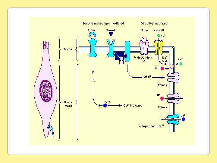 Second messenger mediated Bitter Sweet Directivy mediated Directly mediated Sour Na+ salt + Na