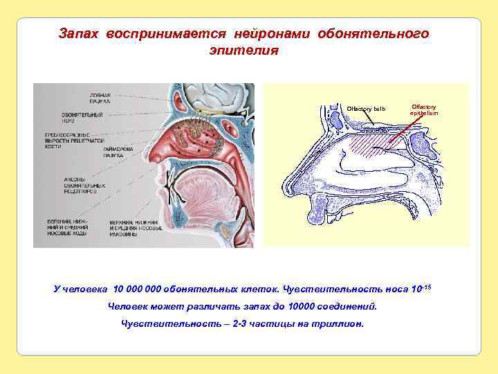 Запах воспринимается нейронами обонятельного эпителия Olfactory bulb Olfactory epithelium У человека 10 000 обонятельных