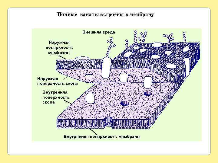 Ионные каналы встроены в мембрану Внешняя среда Наружная поверхность мембраны Наружная поверхность скола Внутренняя