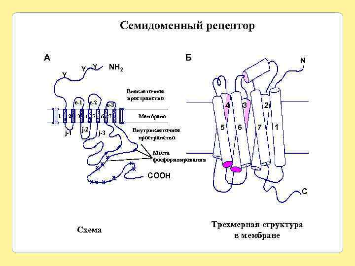 Семидоменный рецептор A е-1 1 NH 2 Y Y Y 2 j-1 j-2 N
