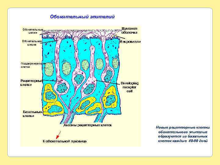 Обонятельный эпителий Мукозная оболочка Обонятельные цилии Обонятельная шишка Микровилли Поддерживающие клетки Рецепторные клетки Developing