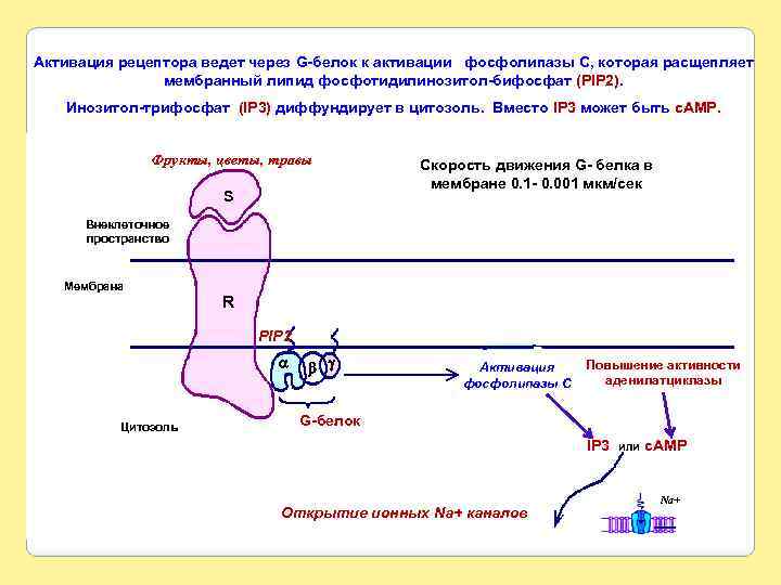 Активация рецептора ведет через G-белок к активации фосфолипазы С, которая расщепляет мембранный липид фосфотидилинозитол-бифосфат
