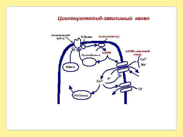 Циклонуклеотид-зависимый канал Активирующий фактор G-белок Аденилатциклаза Протеин. Киназа А ц. АМФ-зависимый канал Ca 2+