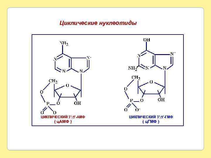 Циклические нуклеотиды - ЦИКЛИЧЕСКИЙ 3’: 5’-АМФ ЦИКЛИЧЕСКИЙ 3’: 5’-ГМФ ( ц. АМФ ) (