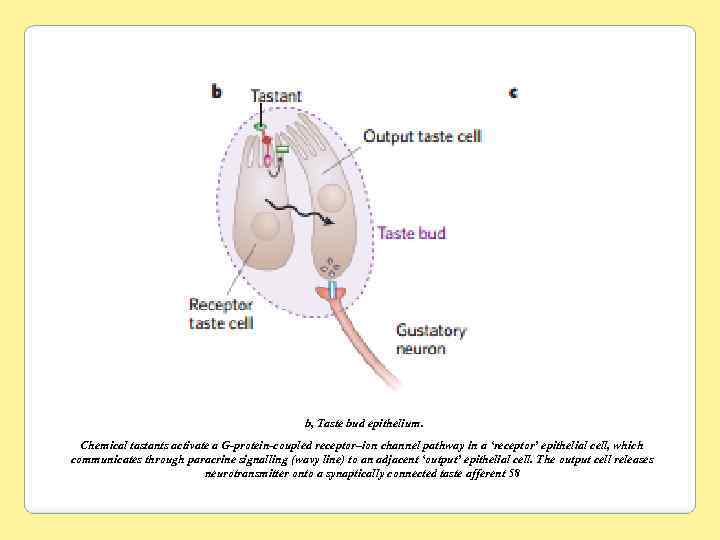 b, Taste bud epithelium. Chemical tastants activate a G-protein-coupled receptor–ion channel pathway in a