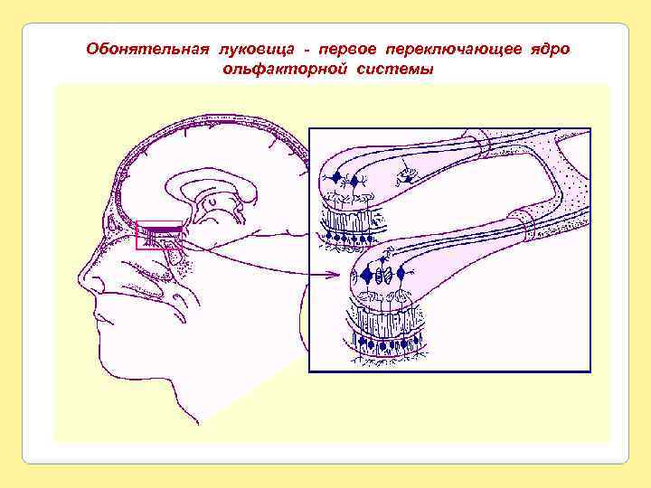 Блок схемы обонятельного и вкусового анализаторов