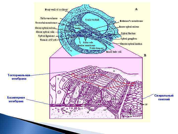 A Bony wall of cochlear Stria vascularus Scala vestiuli Tectorial membrane Reissner’s membrane Scala