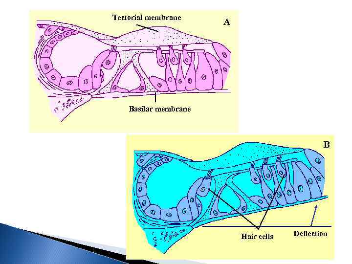 Tectorial membrane A Basilar membrane B Hair cells Deflection 