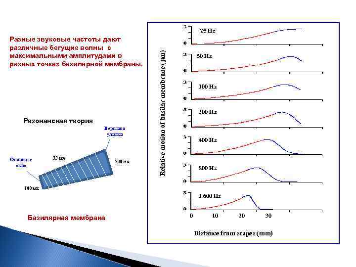 Разные звуковые частоты дают различные бегущие волны с максимальными амплитудами в разных точках базилярной