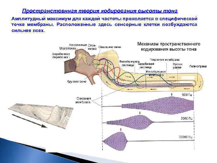 Пространственная теория кодирования высоты тона Амплитудный максимум для каждой частоты проявляется в специфической точке