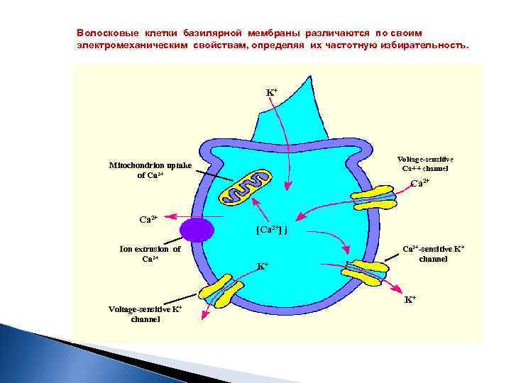Волосковые клетки базилярной мембраны различаются по своим электромеханическим свойствам, определяя их частотную избирательность. K+