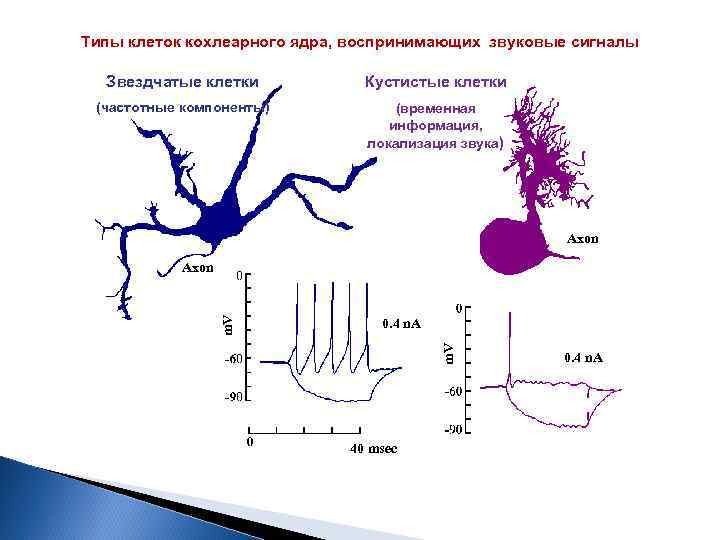 Типы клеток кохлеарного ядра, воспринимающих звуковые сигналы Звездчатые клетки Кустистые клетки (частотные компоненты) (временная