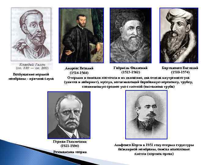 Возбуждение нервной мембраны – причина слуха Габриель Фаллопий Барталомео Евстахий Андреас Везалий (1523 -1562)