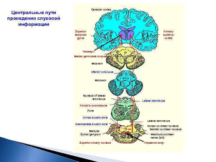 Cerebral cortex Центральные пути проведения слуховой информации Superior temporal gyrus Primary auditory cortex Таламус