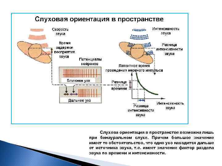 Слухова ориентация в пространстве возможна лишь при бинауральном слухе. Причем большое значение имеет то