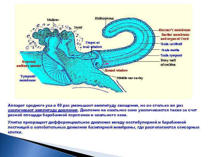 Helicotrema Malleus Insul Ressner’s membrane Basilar membrane and organ of Corti Scala vestibuli Stapes