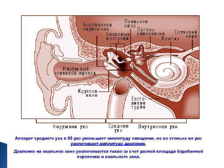 Аппарат среднего уха в 60 раз уменьшает амплитуду смещения, но во столько же раз