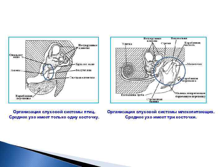 Организация слуховой системы птиц. Среднее ухо имеет только одну косточку. Организация слуховой системы млекопитающих.