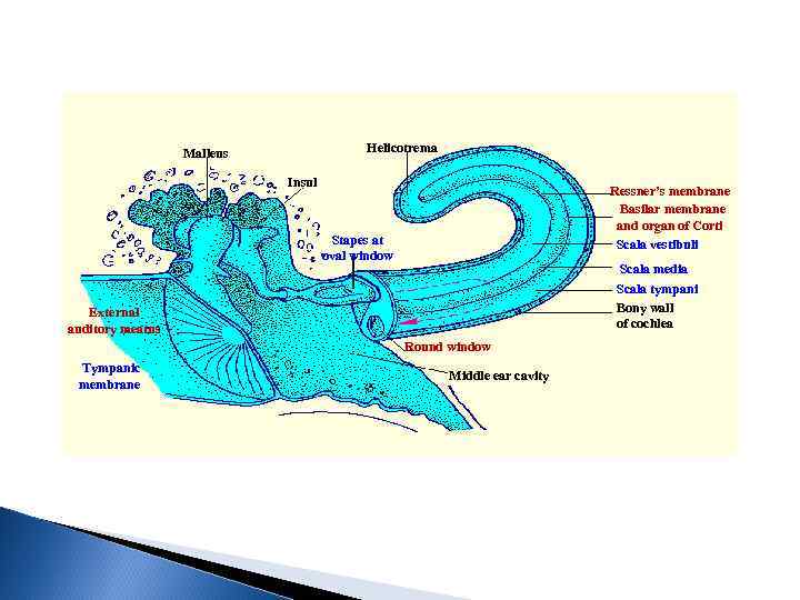 Helicotrema Malleus Insul Ressner’s membrane Basilar membrane and organ of Corti Scala vestibuli Stapes