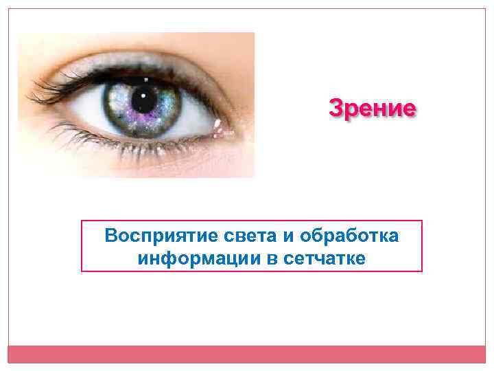 Зрение Восприятие света и обработка информации в сетчатке 