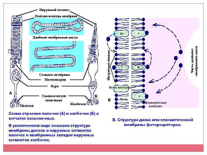 Складки мембраны