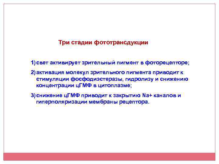 Три стадии фототрансдукции 1) свет активирует зрительный пигмент в фоторецепторе; 2) активация молекул зрительного