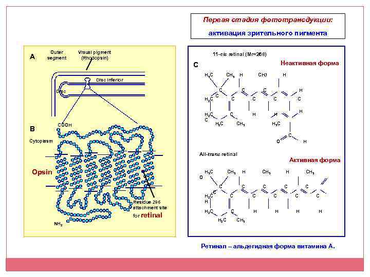 Первая стадия фототрансдукции: активация зрительного пигмента A Outer segment Visual pigment (Rhodopsin) 11 -cis