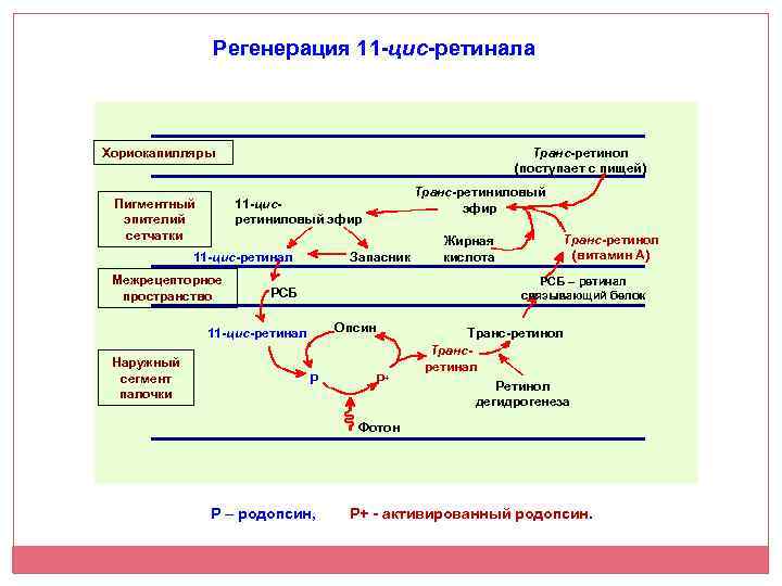 Регенерация 11 -цис-ретинала Транс-ретинол (поступает с пищей) Хориокапилляры Транс-ретиниловый эфир 11 -цисретиниловый эфир Пигментный