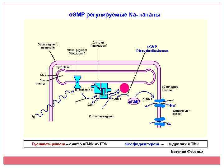c. GMP регулируемые Na- каналы Outer segment membrane G-Protein (Transducin) c. GMP Phosphodiesterase Visual
