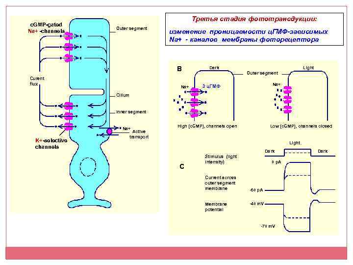 c. GMP-gated Na+ -channels Третья стадия фототрансдукции: Outer segment изменение проницаемости ц. ГМФ-зависимых Na+