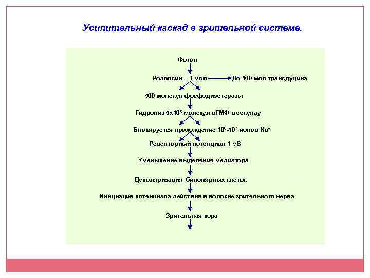 Усилительный каскад в зрительной системе. Фотон Родопсин – 1 мол До 500 мол трансдуцина