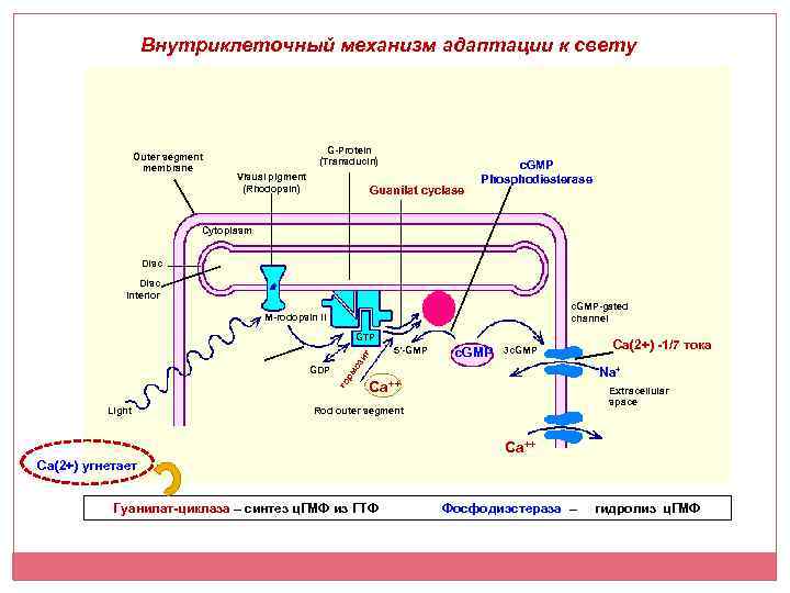 Внутриклеточный механизм адаптации к свету Outer segment membrane G-Protein (Transducin) Visual pigment (Rhodopsin) Guanilat
