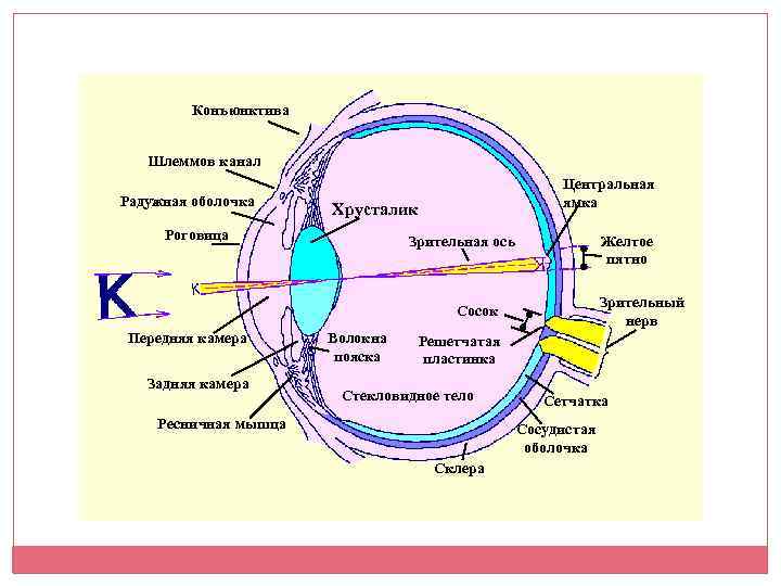 Роговица зрительная зона коры мозга стекловидное тело. Строение глаза шлеммов канал. Шлеммов канал глаза анатомия. Шлеммов канал глазного яблока. Венозный синус склеры шлеммов канал.