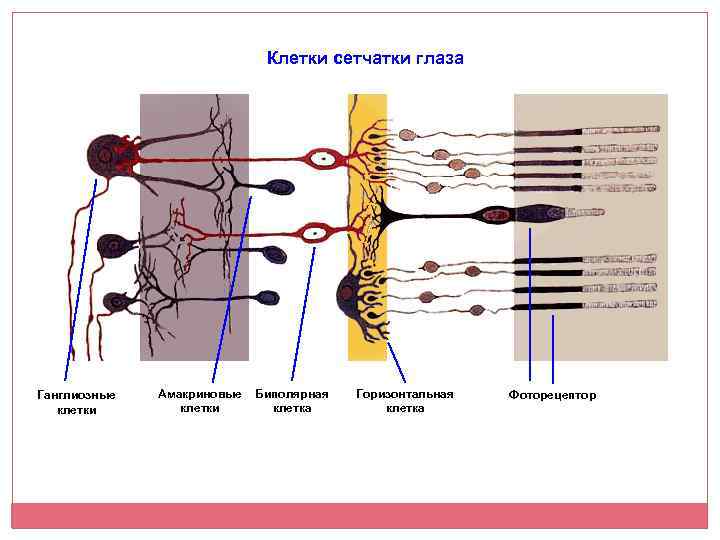 Клетки сетчатки глаза Ганглиозные клетки Амакриновые Биполярная клетки клетка Горизонтальная клетка Фоторецептор 