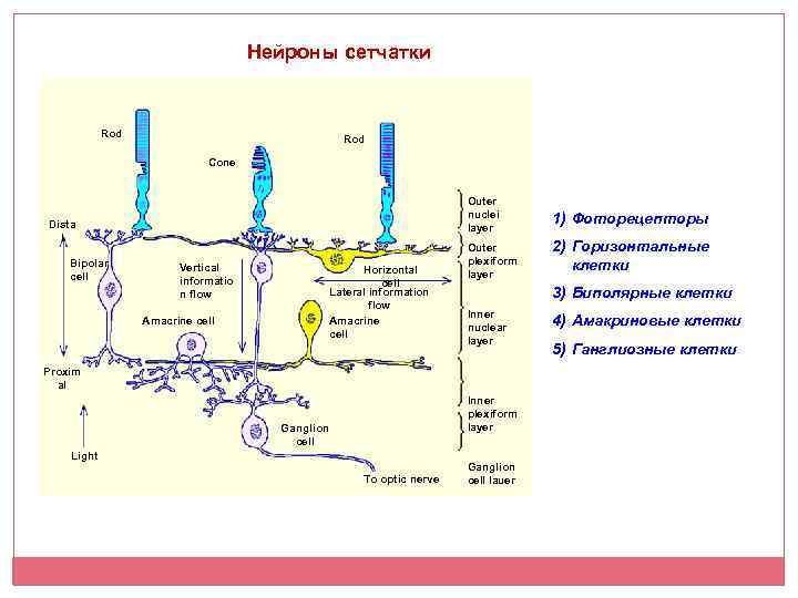Нейроны сетчатки Rod Cone Outer nuclei layer Dista l Bipolar cell Vertical informatio n