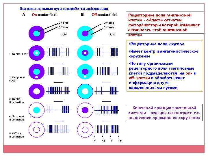 Два параллельных пути переработки информации A On-center field B Off-center field On’area Off’area On’