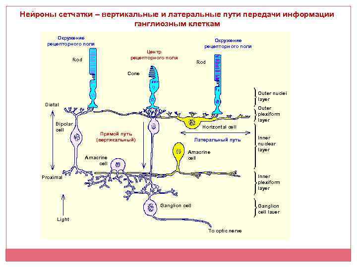 Нейроны сетчатки – вертикальные и латеральные пути передачи информации ганглиозным клеткам Окружение рецепторного поля