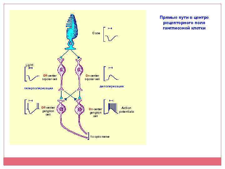 Прямые пути в центре рецепторного поля ганглиозной клетки Cone Light Off-center bipolar cell гиперполяризация