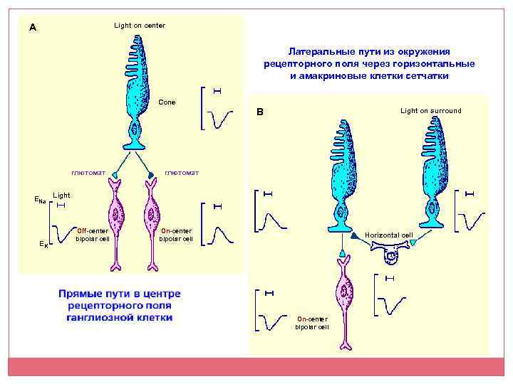 Light on center A Латеральные пути из окружения рецепторного поля через горизонтальные и амакриновые