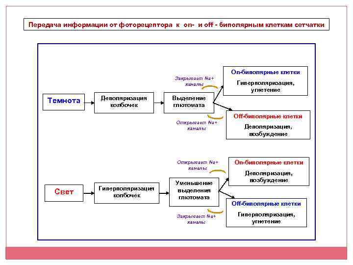 Передача информации от фоторецептора к on- и off - биполярным клеткам сетчатки Закрывает Na+